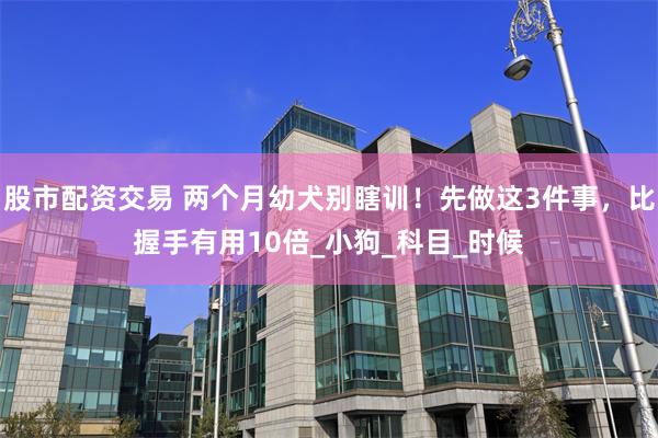 股市配资交易 两个月幼犬别瞎训！先做这3件事，比握手有用10倍_小狗_科目_时候