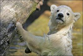 熊大明星,森林里的璀璨星光